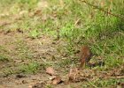 Hermit Thrush (34)