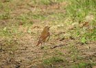 Hermit Thrush (36)