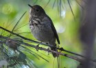Hermit Thrush (38)