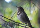 Hermit Thrush (39)