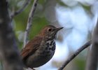 Hermit Thrush (40)