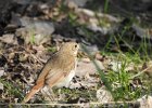 Hermit Thrush
