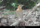 065 - 738 Wood Thrush