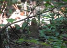 Wood Thrush (10)