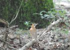 Wood Thrush (11)