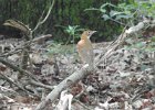 Wood Thrush (12)