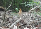 Wood Thrush (13)