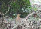 Wood Thrush (14)