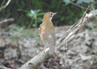 Wood Thrush (15)