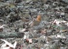 Wood Thrush (16)