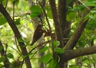 Wood Thrush (17)
