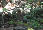 Wood Thrush (9)