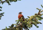 American Robin (1)
