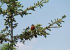 American Robin (2)