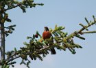 American Robin (3)