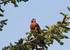 American Robin (4)