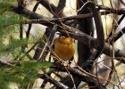 Varied Thrush (1)