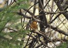 Varied Thrush (10)