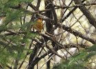Varied Thrush (11)