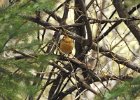 Varied Thrush (12)