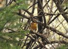 Varied Thrush (13)