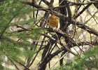 Varied Thrush (14)