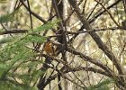 Varied Thrush (15)