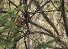 Varied Thrush (2)