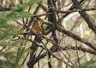 Varied Thrush (3)