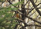 Varied Thrush (4)