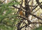 Varied Thrush (5)
