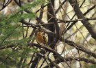 Varied Thrush (6)