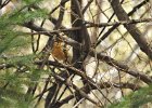 Varied Thrush (7)