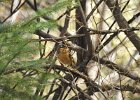 Varied Thrush (8)
