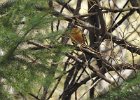 Varied Thrush (9)
