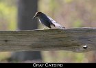067 - 753 Gray Catbird
