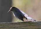101Gray Catbird
