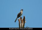 067 - 754 Northern Mockingbird