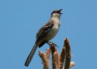 101Northern Mockingbird
