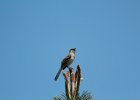 Northern Mockingbird (1)