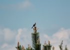 Northern Mockingbird (11)