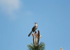Northern Mockingbird (12)
