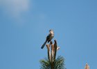 Northern Mockingbird (13)