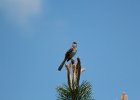 Northern Mockingbird (14)