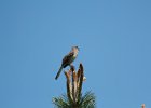 Northern Mockingbird (15)
