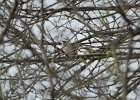 Northern Mockingbird (16)