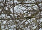Northern Mockingbird (17)
