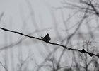 Northern Mockingbird (18)