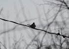 Northern Mockingbird (19)