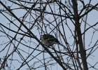 Northern Mockingbird (21)